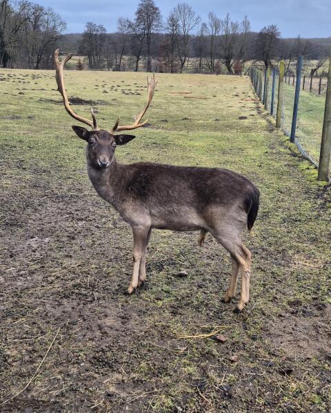 Damhirsch