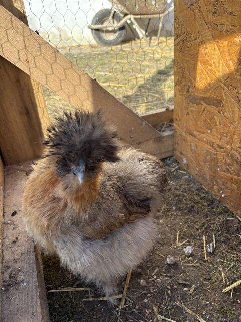 Bruteier Seidenhühner