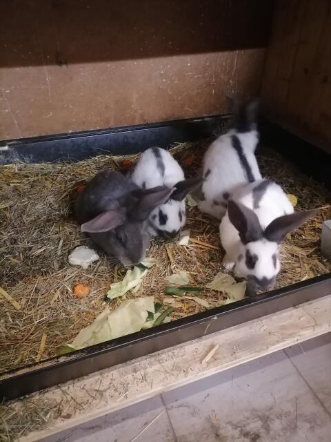 Riesenschecken Kaninchen blau weiß