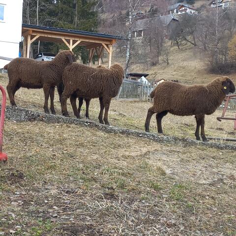 Braune Bergschaflämmer