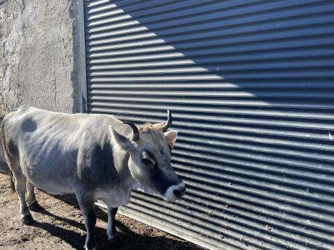 Original Braunviehkuh zu verkaufen