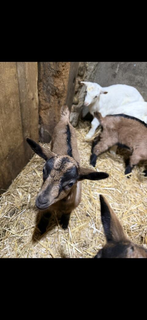 Laufend Bockkitze zu vergeben
