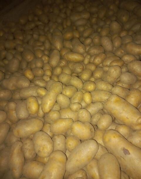 Speisekartoffeln Ditta feldfallend