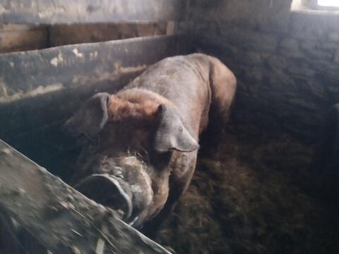 Duroc Eber