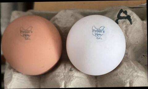 Bruteier oder Küken