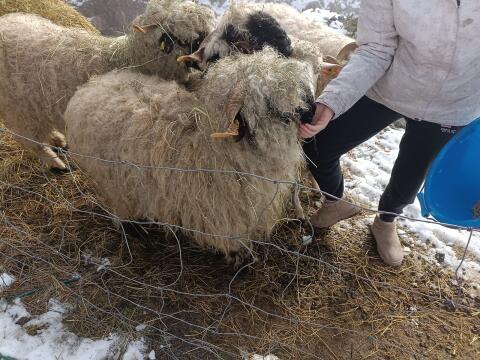 Walliser Schwarznasenschaf Aue