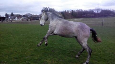Weideland zu verkaufen in Hattingen
