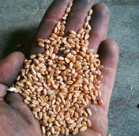 Weizen Bio-Austria-Ware, Waldviertel