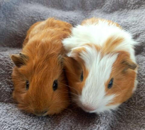 Meerschweinchen