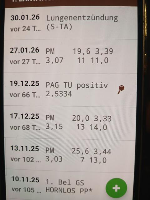 Fleckviehkuh in Milch