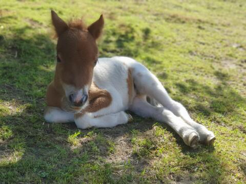Mini-Shetty Stutfohlen