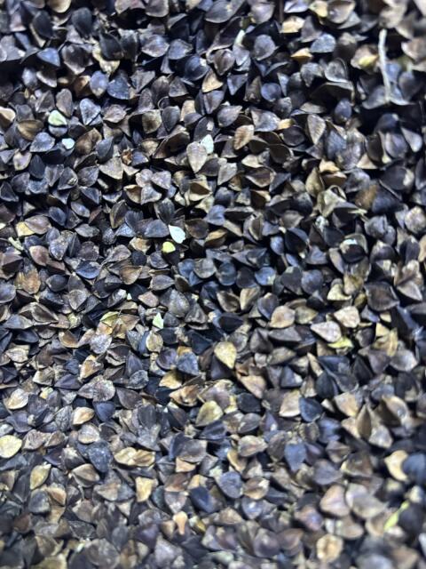 Buchweizen Sorte Billy