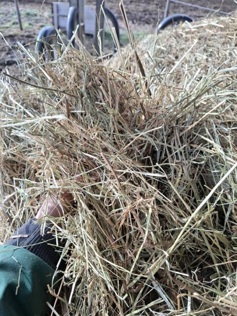 Heu Rundballen für Pferde