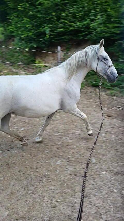 10j. Lipizzanerstute zum Selber-Ausbilden