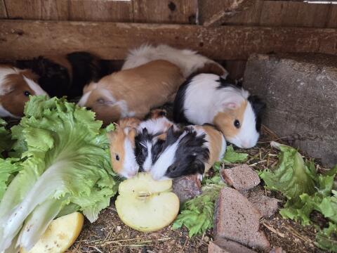 Meerschweinchen