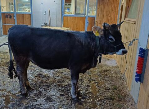 Tiroler GV Jungkalbin