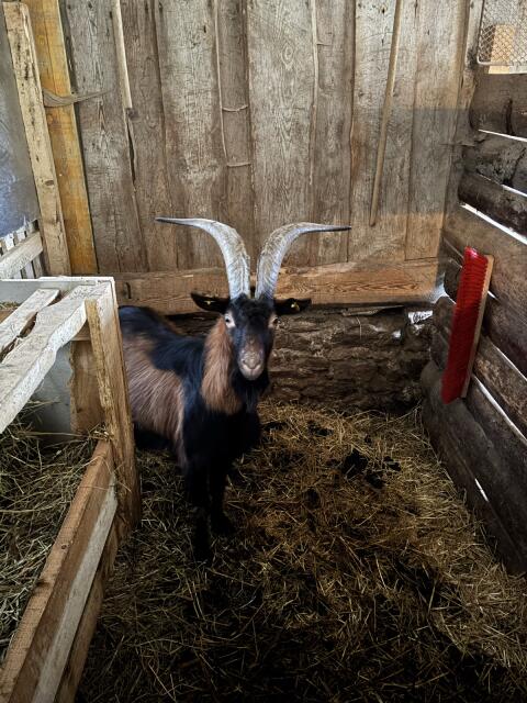 Pinzgauer Ziegenbock