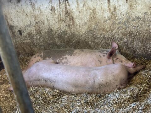 Suche Schafe, Schweine, Ziegen und Kälber