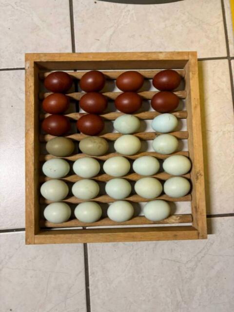 Bruteier verschiedene Rassen