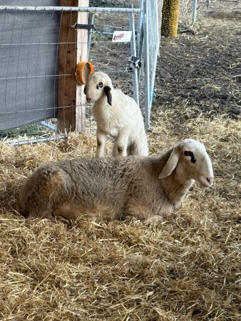 Kärntner Brillenschaf Mutterschafe