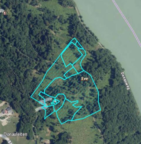 Wald in Haibach ob der Donau "Guglzipfer Donauleithen"