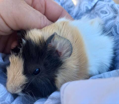 Meerschweinchen