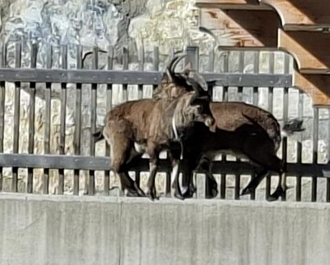 Steinbock Kitze