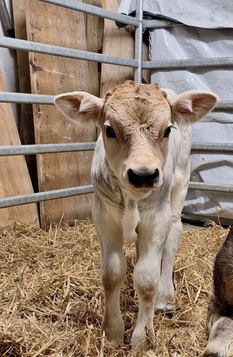 Tiroler Grauviehbulle