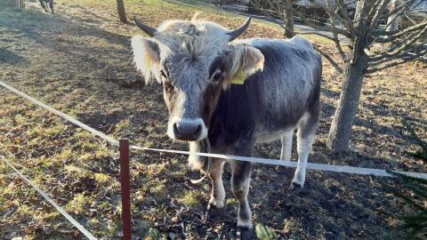 Tiroler Grauvieh-Färse