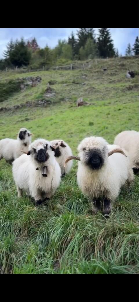 Walliser Schwarznasenwidder