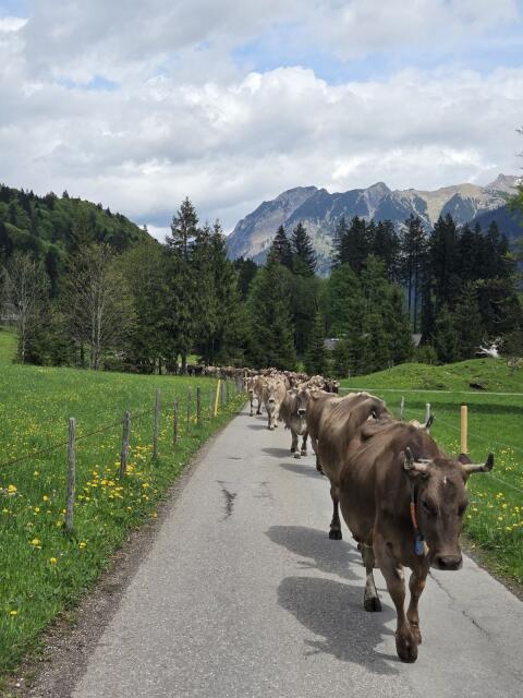Schönes Braunvieh Jungkühe mit Horn abzugeben