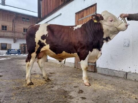 Verkaufe mischerbigen hornlosen Fleckviehstier