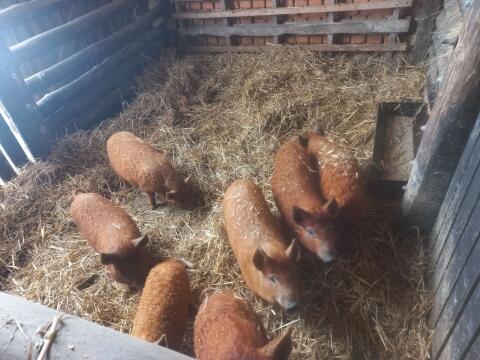 Mangalitza-Ferkel
