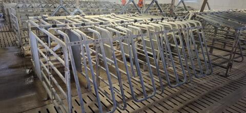 Aufstallung für Zuchtschweine
