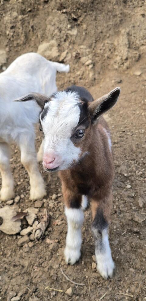 Steirerscheck Ziegen Kitze und Mischlinge
