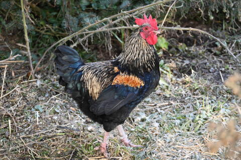 Verkaufe Zwerg-Gockelhahn