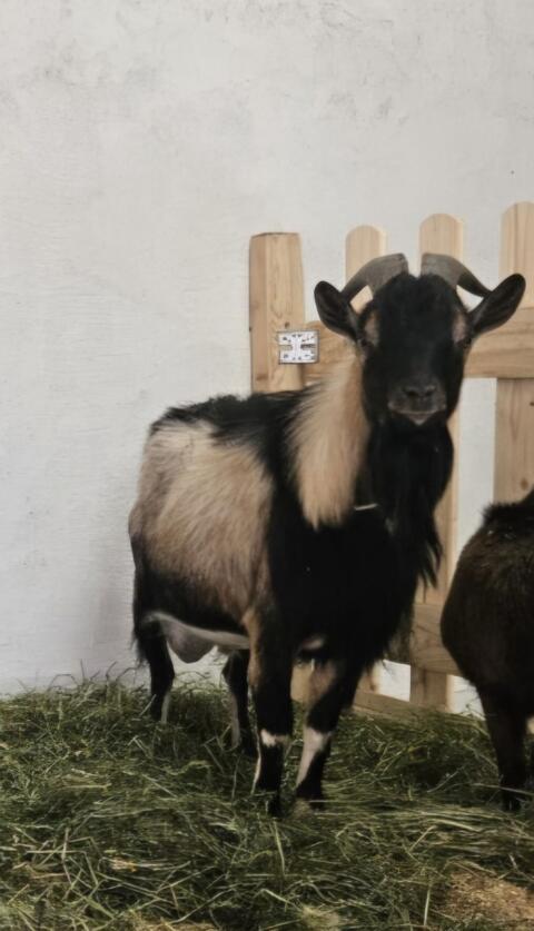 Zwergziegenbock (kastriert)