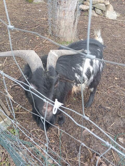 Zwergziegenbock - Strietzi passt leider nicht zu uns