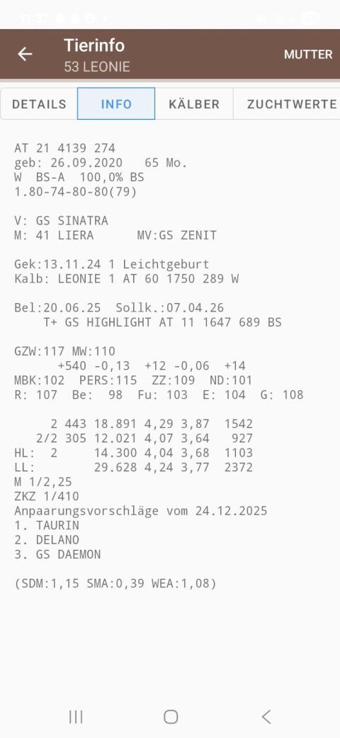Braunvieh Erstlingskuh frisch