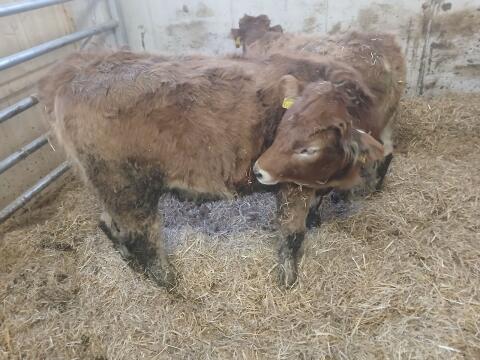 Bio Murbodner Kalbin