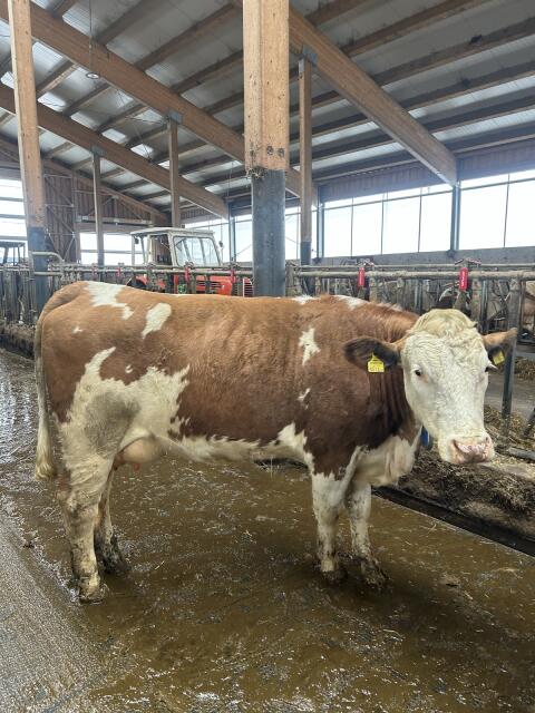 Verkaufe 2 BIO/ZZU-Fleckviehkühe