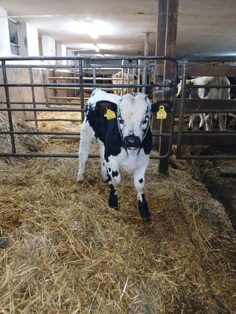 Pustertaler Sprinzen Stier