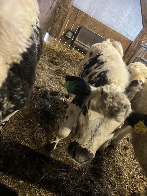 Pustertaler Sprinzen w