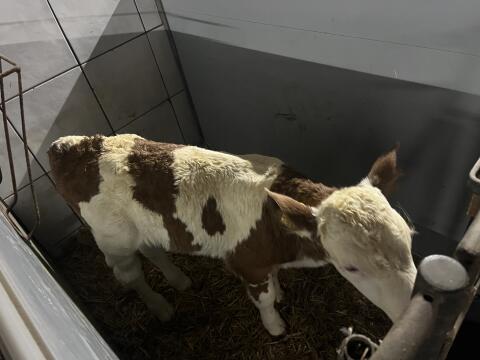 FL Zwillingskälber M/W