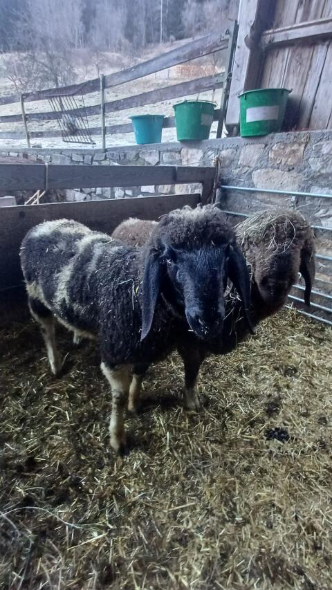 Bergschaf-Widder