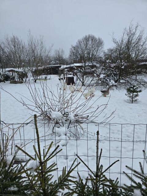 Gänseeier aus weißer Landgans und Graugans gemischt