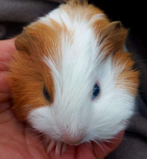 Meerschweinchen