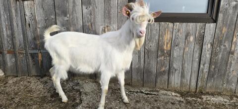 Saanen Ziegenbock