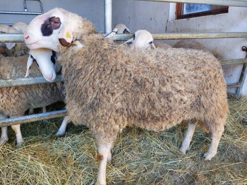 Brillenschaf Widder