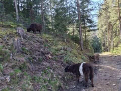 Galloway Kälber und Stierkälber